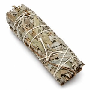 Baltoji Šalavija (Kalifornija) ≈10 cm
