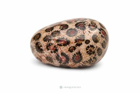 Leoparda jašma